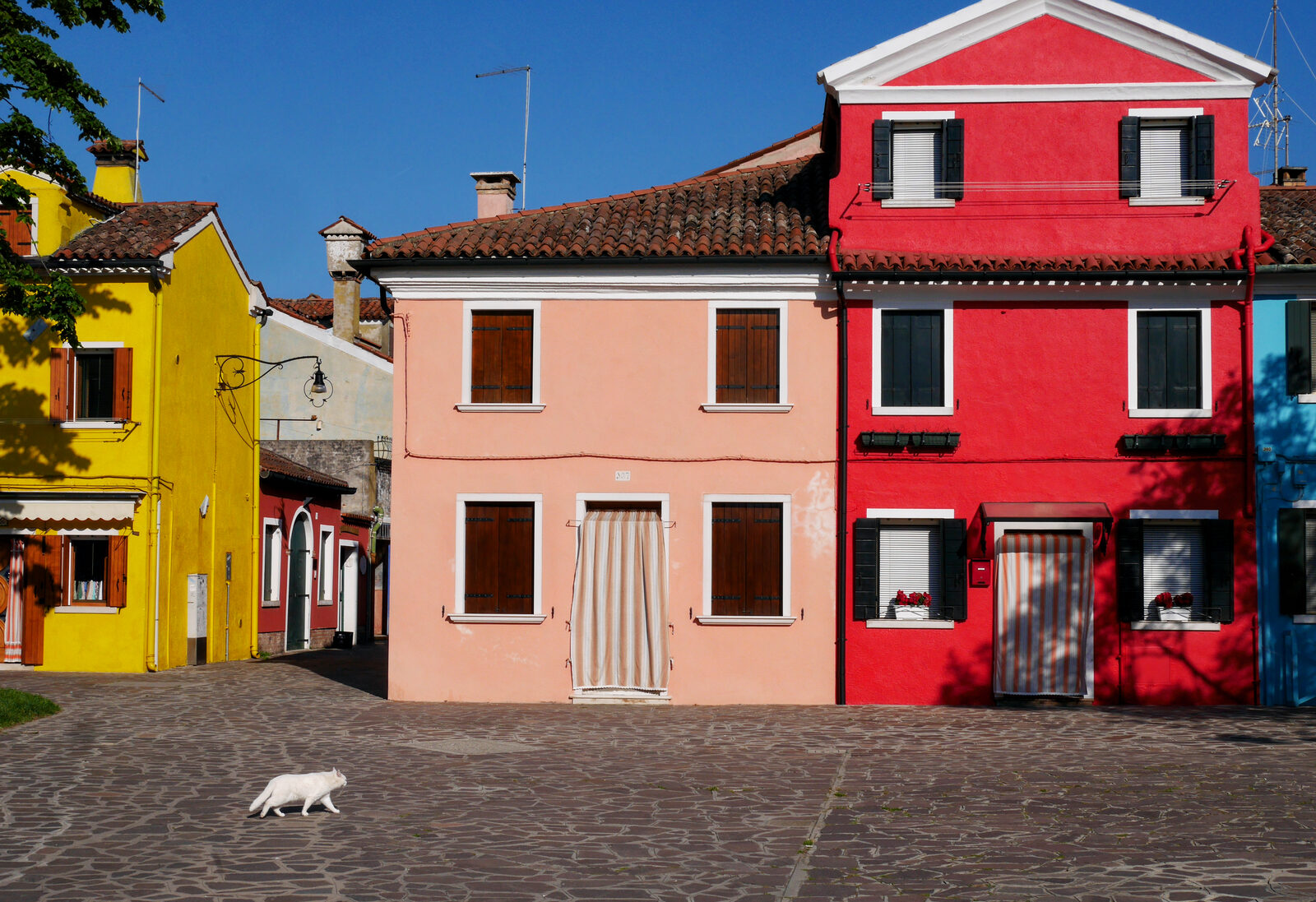 Burano : Thought Mazzorbo was the only island with cats? You'll spot them around the edges of Burano too