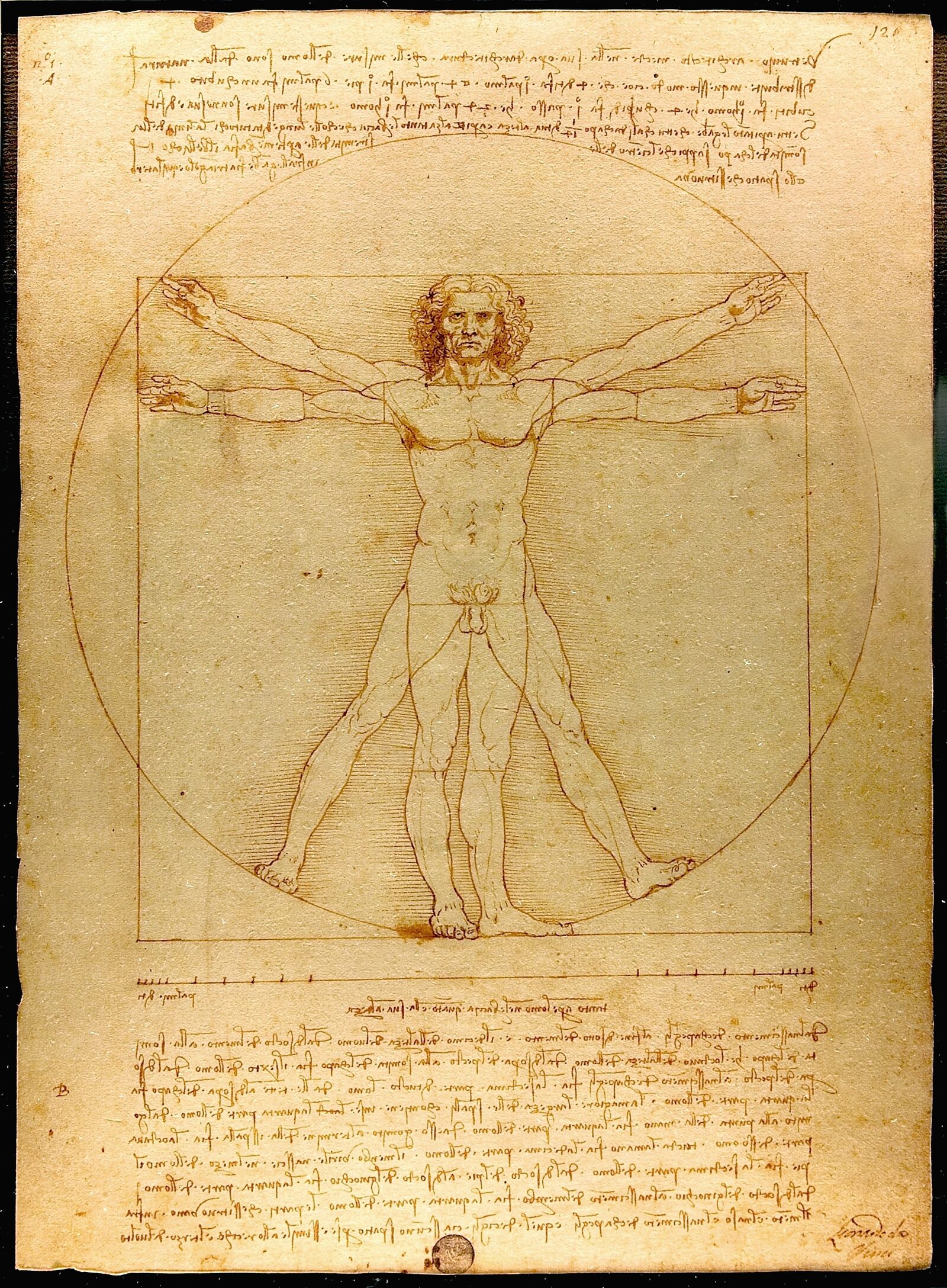 Gallerie dell'Accademia : While Leonardo da Vinci's Vitruvian Man is the most renowned work in the Gallery, it is only exhibited for visitors on rare occasions
