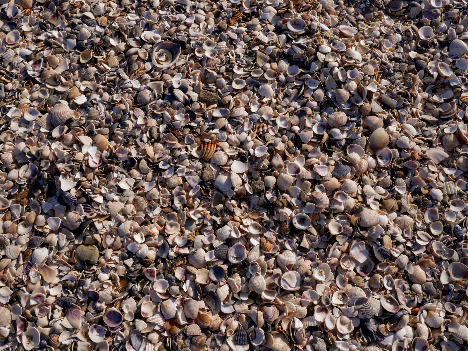 Lido : Seashell collectors won't be disappointed