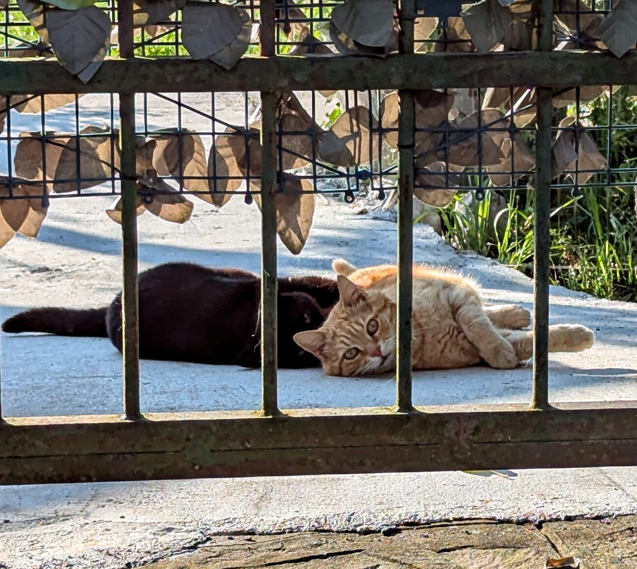 Mazzorbo : In fact, the island is sometimes referred to as the 'island of cats' due to its many feline residents