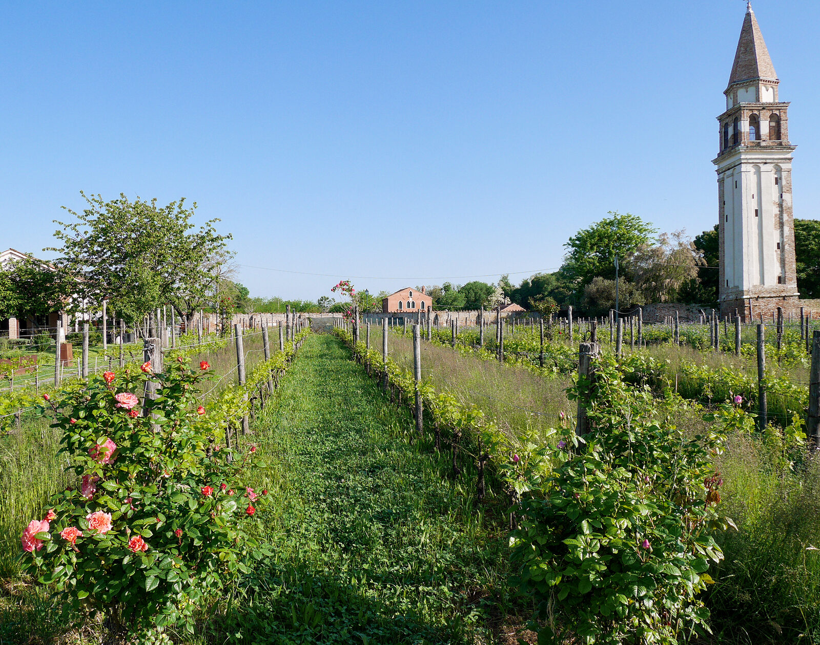 Mazzorbo : The island is mainly agricultural, known especially for cultivating the rare Dorona vines