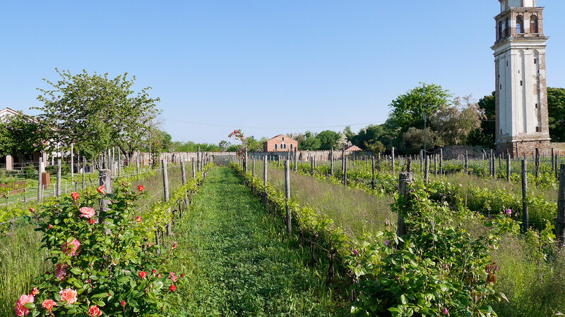 Mazzorbo : The island is mainly agricultural, known especially for cultivating the rare Dorona vines