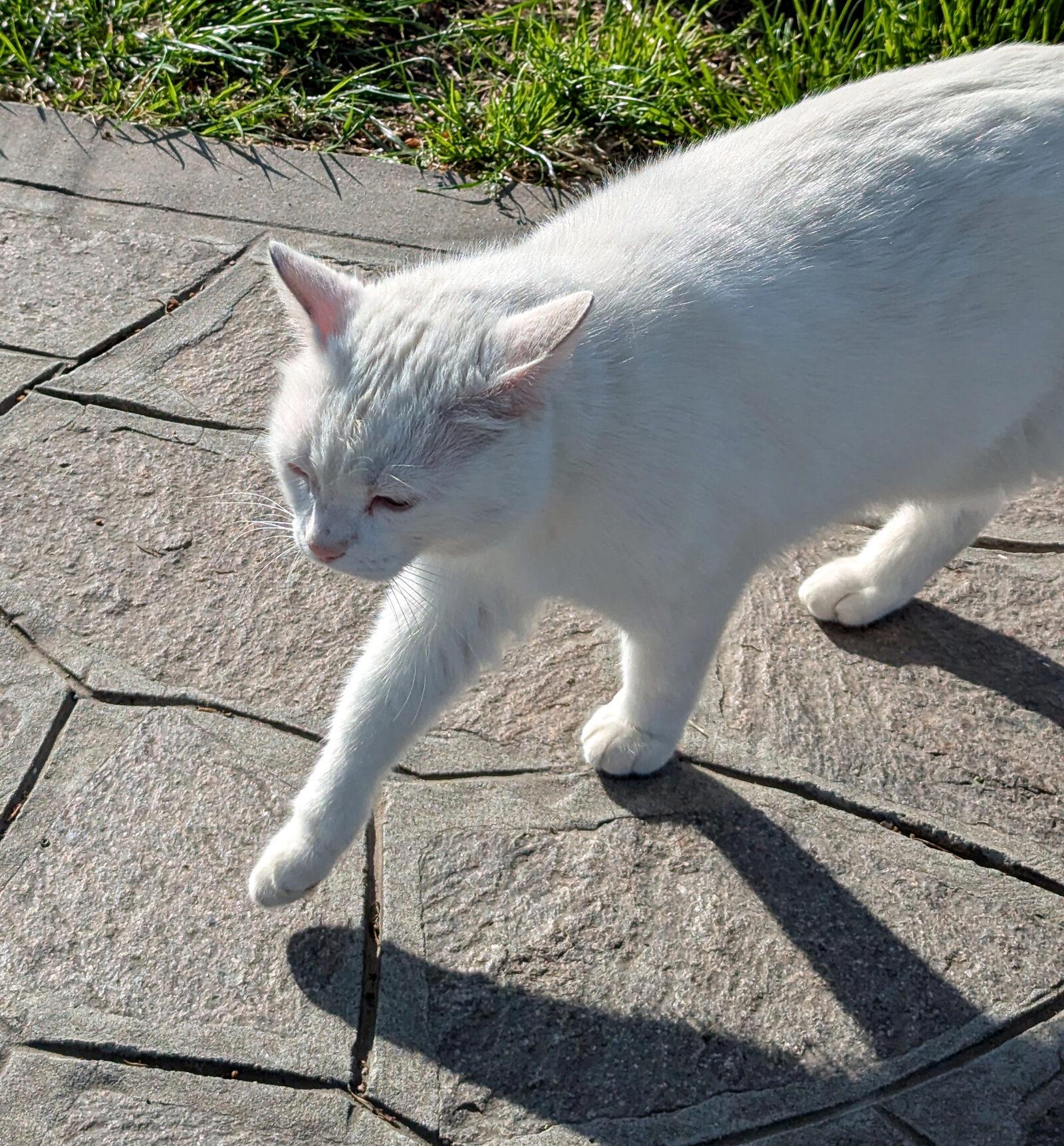 Mazzorbo : You won't see many people around, but there are plenty of furry inhabitants