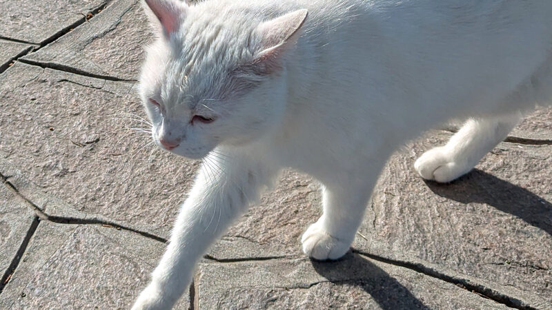 Mazzorbo : You won't see many people around, but there are plenty of furry inhabitants