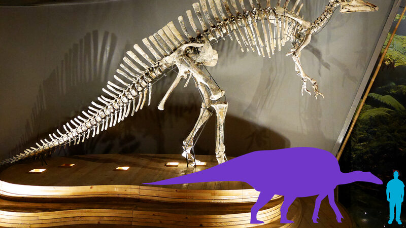 Natural History Museum : The centerpiece of the museum: a fossilized Ouranosaurus nigerensis, unearthed during an expedition in the Nigerian Sahara