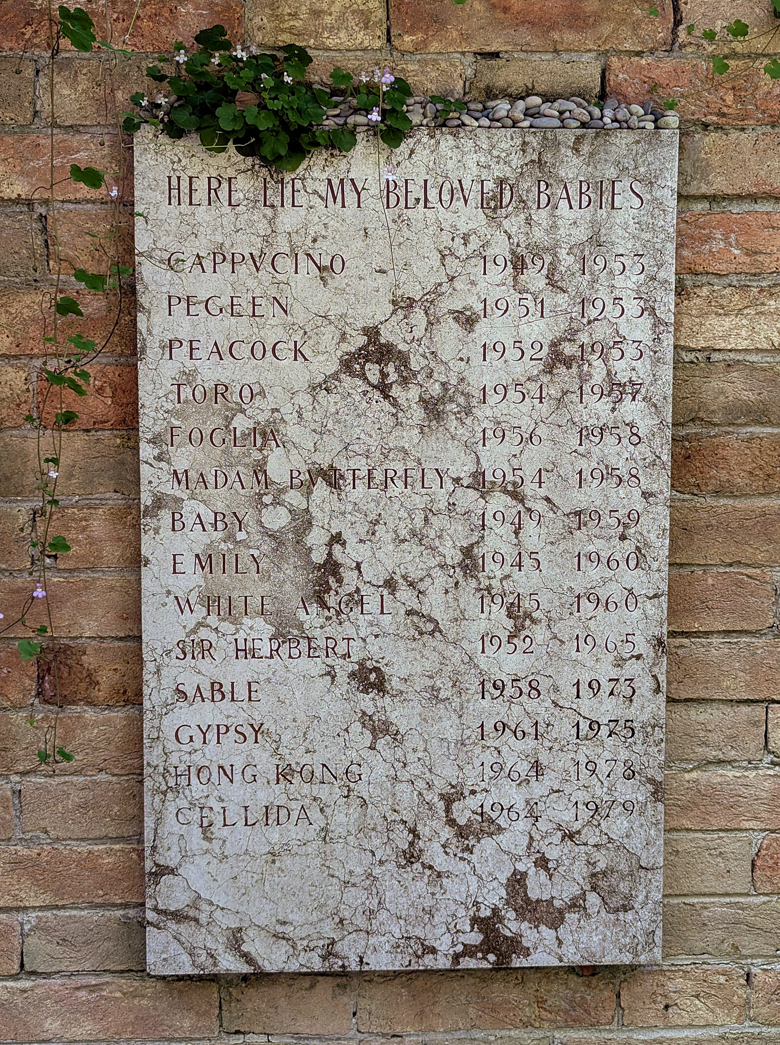 Peggy Guggenheim Collection : Her beloved 'babies' were 14 Lhasa Apsos