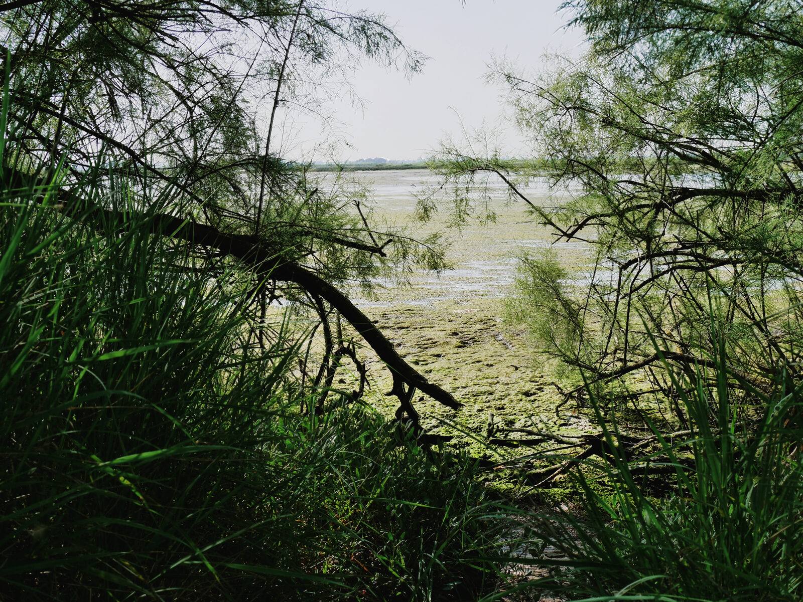 Torcello : These winding paths suddenly can give way to lush, swampy wetlands: an unexpected paradise for birdwatchers
