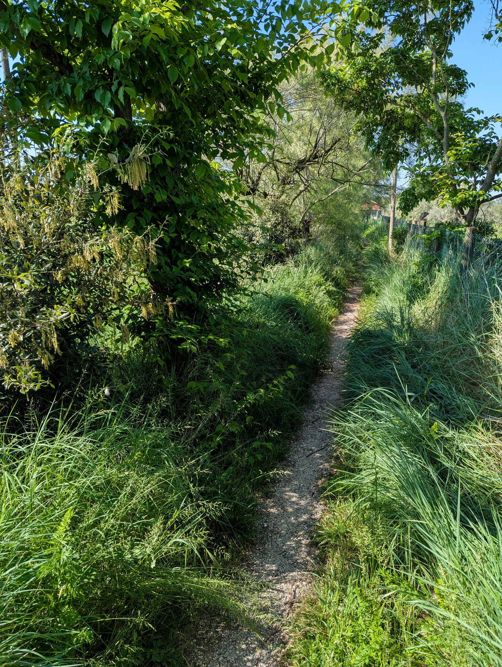 Torcello : On Torcello, you can truly get lost in nature along paths unlike anything you’ll find on Venice’s main island