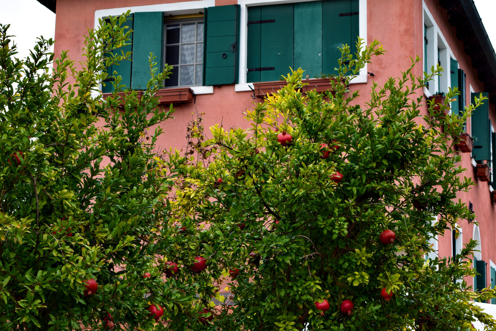 Torcello : Where buildings once stood, there are now orchards, including some surprisingly exotic ones for the region